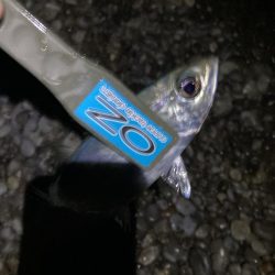 サーフで投げサビキでアジ13匹GET