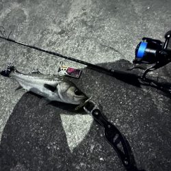 ベイト多数!でも時合いは短い!