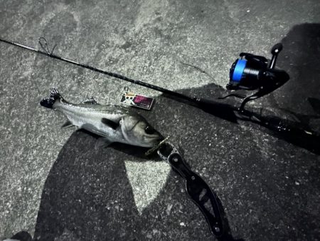 ベイト多数！でも時合いは短い！