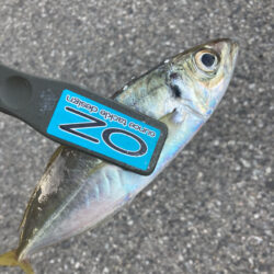 朝マズメのフロートリグでアジGET