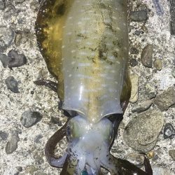 良型アオリイカ