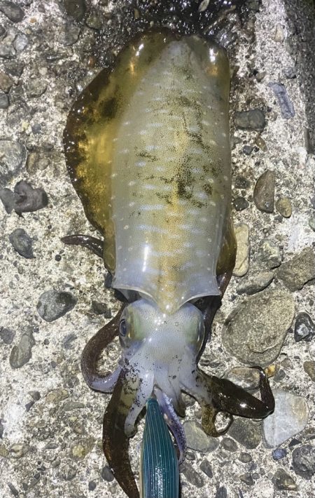 良型アオリイカ