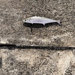 サゴシ祭は終盤なのか。