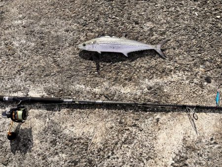 サゴシ祭は終盤なのか。