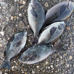 フカセからのライトゲーム