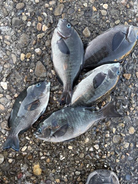 フカセからのライトゲーム