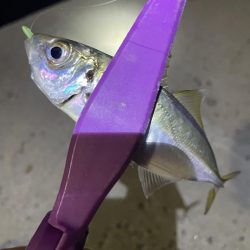 大阪湾奥アジング