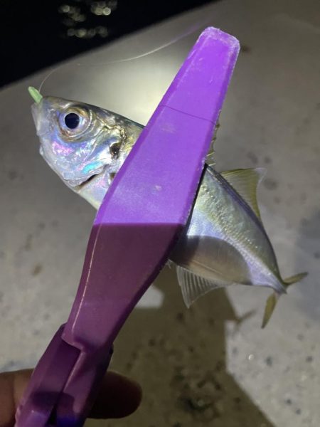 大阪湾奥アジング