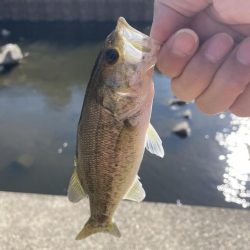 久しぶりのバス釣り