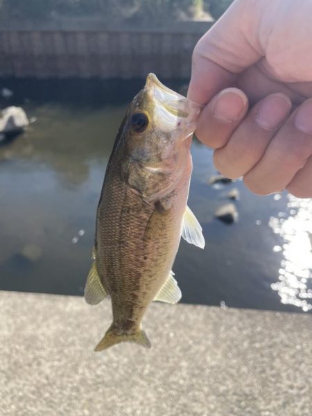 久しぶりのバス釣り