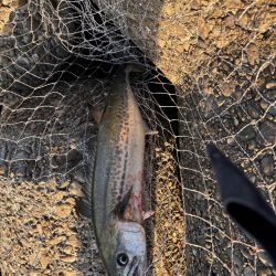 青物シーズン11