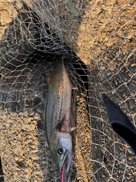 青物シーズン11