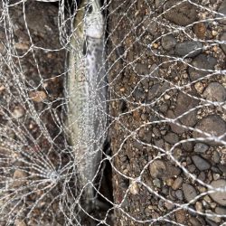 青物シーズン12