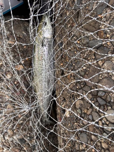 青物シーズン12