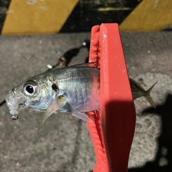 アジさんのご機嫌悪かった