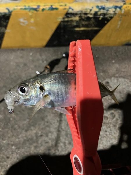 アジさんのご機嫌悪かった