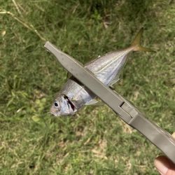 ジグ単de~アジング！これからやのに