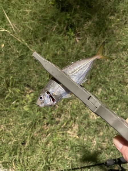 ジグ単de~アジング！これからやのに