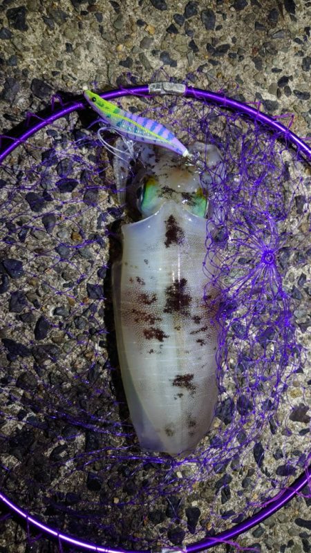 けっこう寒かった