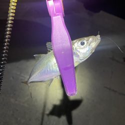 大阪湾奥アジング