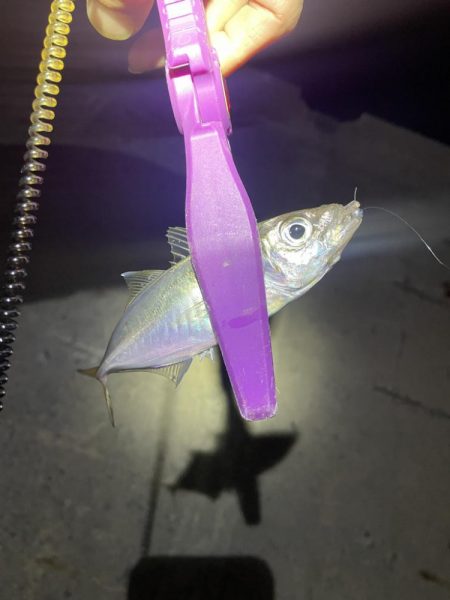 大阪湾奥アジング