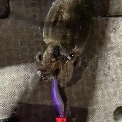 ティップラン楽しい