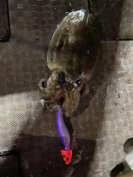 ティップラン楽しい