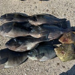 グレ狙いに！カワハギも。