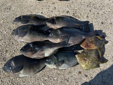 グレ狙いに！カワハギも。