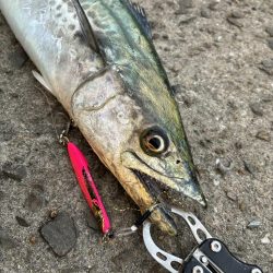 渋いもなんとか1匹