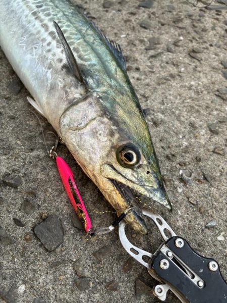 渋いもなんとか1匹