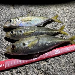 夕方砂場アジング