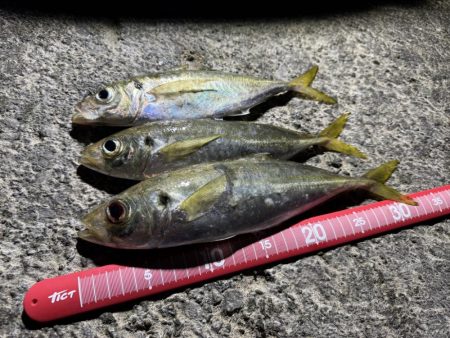 夕方砂場アジング