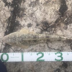 初めてのマゴチ