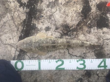 初めてのマゴチ