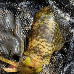 11月の秋エギング