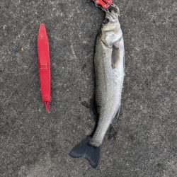 セイゴ、グレ、中アジ釣れてます