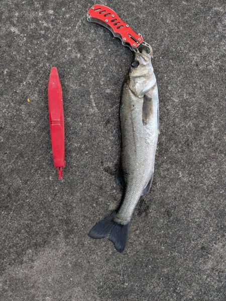 セイゴ、グレ、中アジ釣れてます