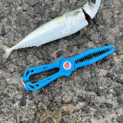 鯵を探して三千里 Vol.95