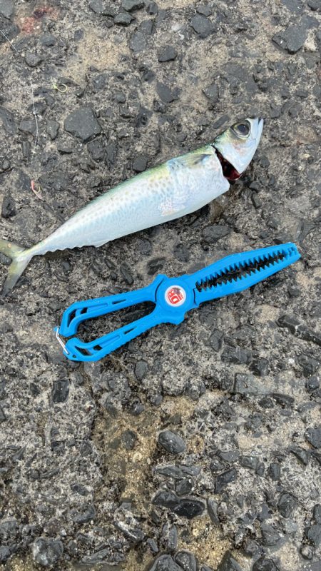 鯵を探して三千里 Vol.95