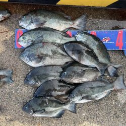 魚津港 フカセ釣り