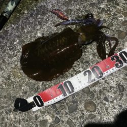 アオリイカ23cm