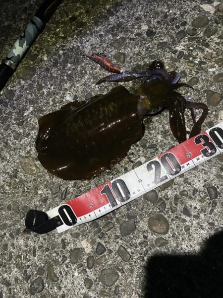 アオリイカ23cm