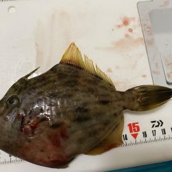 激風のシロギスタ