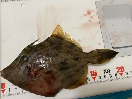 激風のシロギスタ