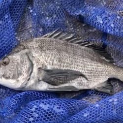 ダゴチン渋いなぁ