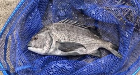 ダゴチン渋いなぁ