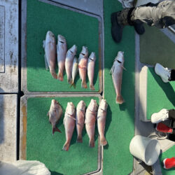 初シロアマGET！