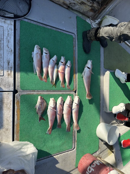 初シロアマGET！