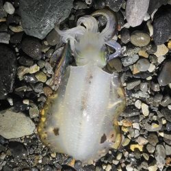 アオリイカ釣行